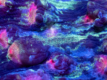 Carregar imagem no visualizador da galeria, Galaxy Stripes Mycedium