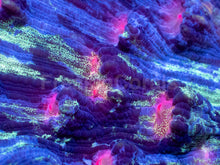 Carregar imagem no visualizador da galeria, Galaxy Stripes Mycedium