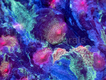 Carregar imagem no visualizador da galeria, Galaxy Stripes Mycedium