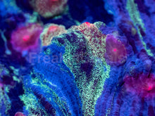 Carregar imagem no visualizador da galeria, Galaxy Stripes Mycedium