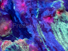 Carregar imagem no visualizador da galeria, Galaxy Stripes Mycedium