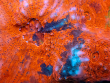 Load image into Gallery viewer, Inferno Strike Chalice