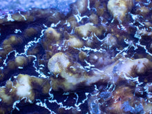 Load image into Gallery viewer, Electric Storm Chalice