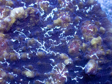 Load image into Gallery viewer, Electric Storm Chalice