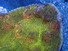 Carregar imagem no visualizador da galeria, Galactic Invader Chalice