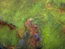 Carregar imagem no visualizador da galeria, Galactic Invader Chalice