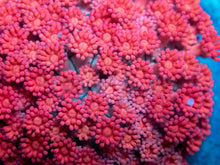 Load image into Gallery viewer, Crimson Heart Goniopora