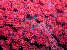 Load image into Gallery viewer, Crimson Heart Goniopora