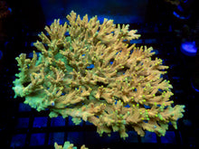 Load image into Gallery viewer, Golden Mustard Speciosa Acropora – Cut to Order
