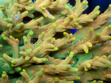 Load image into Gallery viewer, Golden Mustard Speciosa Acropora - Full Colony