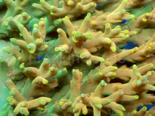 Load image into Gallery viewer, Golden Mustard Speciosa Acropora - Full Colony
