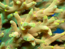 Load image into Gallery viewer, Golden Mustard Speciosa Acropora - Full Colony
