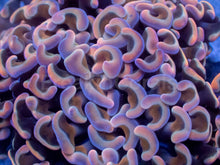 Carregar imagem no visualizador da galeria, Darwin Holographic Pink Paraancora Euphyllia – WYSIWYG