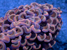 Carregar imagem no visualizador da galeria, Darwin Holographic Pink Paraancora Euphyllia – WYSIWYG