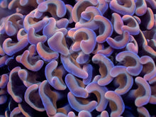 Carregar imagem no visualizador da galeria, Darwin Holographic Pink Paraancora Euphyllia – WYSIWYG