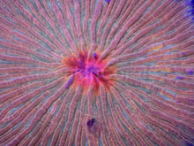 Carregar imagem no visualizador da galeria, Inferno Sunburst Fungia – Signature Disc Coral