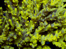 Load image into Gallery viewer, Toxic Camo Speciosa β Cut to Order