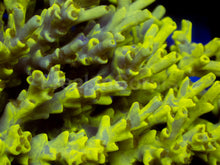 Load image into Gallery viewer, Toxic Camo Speciosa β Cut to Order