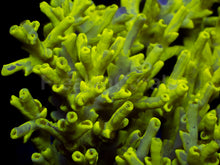 Load image into Gallery viewer, Toxic Camo Speciosa β Cut to Order