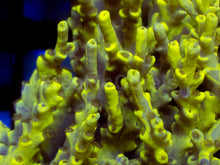 Load image into Gallery viewer, Toxic Camo Speciosa β Cut to Order