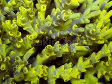 Load image into Gallery viewer, Toxic Camo Speciosa β Cut to Order