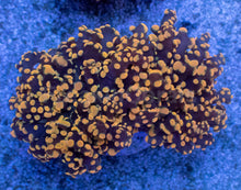 Load image into Gallery viewer, Molten Ember Euphyllia yamamensis โ WYSIWYG