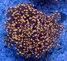 Load image into Gallery viewer, Molten Ember Euphyllia yamamensis โ WYSIWYG