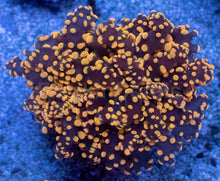 Load image into Gallery viewer, Molten Ember Euphyllia yamamensis โ WYSIWYG