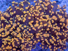 Load image into Gallery viewer, Molten Ember Euphyllia yamamensis โ WYSIWYG