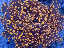 Load image into Gallery viewer, Molten Ember Euphyllia yamamensis โ WYSIWYG