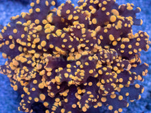 Load image into Gallery viewer, Molten Ember Euphyllia yamamensis โ WYSIWYG