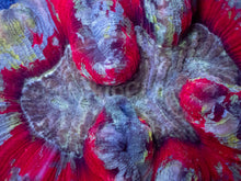 Carregar imagem no visualizador da galeria, Infernal Eclipse Trachyphyllia – WYSIWYG (Ultra Grade)