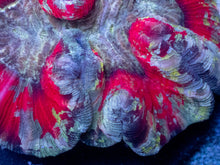 Carregar imagem no visualizador da galeria, Infernal Eclipse Trachyphyllia – WYSIWYG (Ultra Grade)