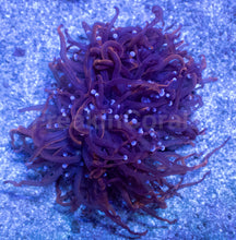 Carregar imagem no visualizador da galeria, Hellfire Torch Coral (2 or more Heads)
