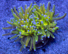 Load image into Gallery viewer, FreakinCorals “Leopard Lightning Torch”