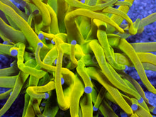 Load image into Gallery viewer, Holy Grail Torch Coral