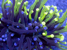 Load image into Gallery viewer, Hybrid Fusion Torch Coral