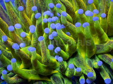 Load image into Gallery viewer, FreakinCorals “Leopard Lightning Torch”