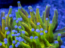 Load image into Gallery viewer, FreakinCorals “Leopard Lightning Torch”
