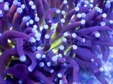 Load image into Gallery viewer, Golden Venom Torch Coral (Cut to Order)