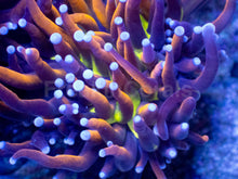 Load image into Gallery viewer, Golden Venom Torch Coral (Cut to Order)