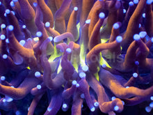 Load image into Gallery viewer, Golden Venom Torch Coral (Cut to Order)