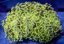Load image into Gallery viewer, Ultra Yellow Hammer Coral (Ancora)