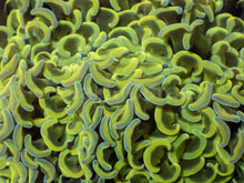 Load image into Gallery viewer, Ultra Yellow Hammer Coral (Ancora)