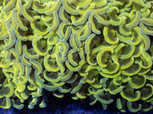 Load image into Gallery viewer, Ultra Yellow Hammer Coral (Ancora)
