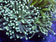 Load image into Gallery viewer, Biophase Emerald Torch Coral