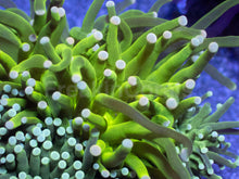 Load image into Gallery viewer, Biophase Emerald Torch Coral