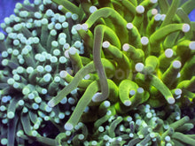 Load image into Gallery viewer, Biophase Emerald Torch Coral