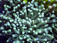 Load image into Gallery viewer, Biophase Emerald Torch Coral