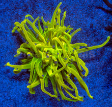 Load image into Gallery viewer, Holy Grail Torch Coral
